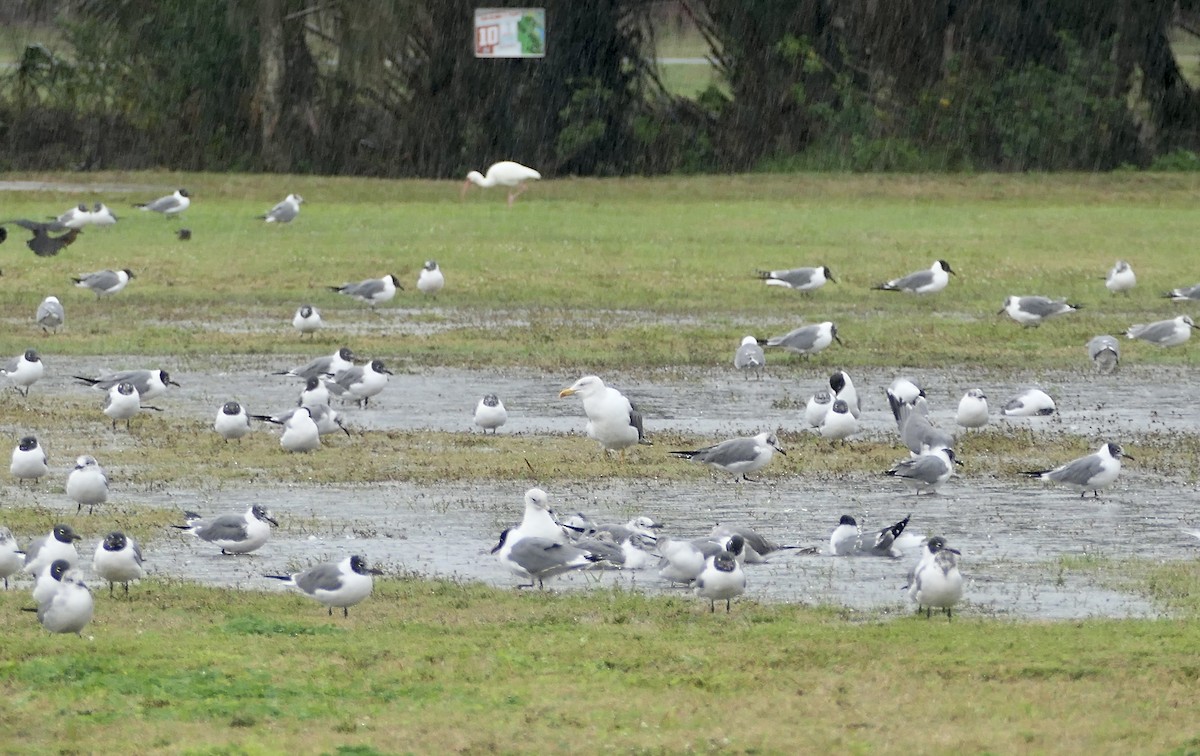 Lesser Black-backed Gull - ML615122203