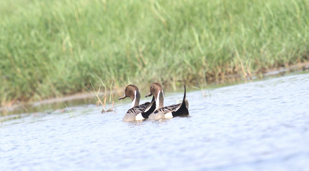 Northern Pintail - ML615122217