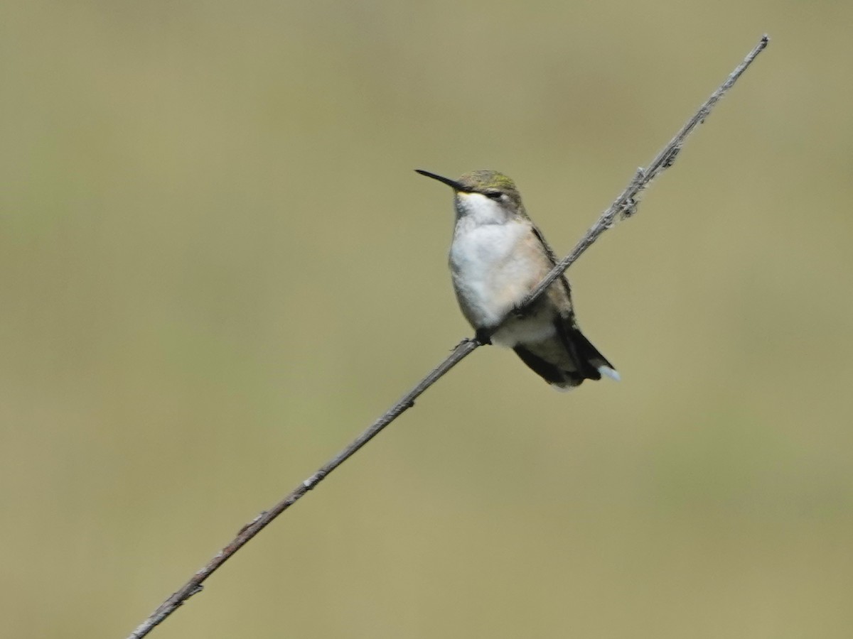 Calliope Hummingbird - Liz Soria