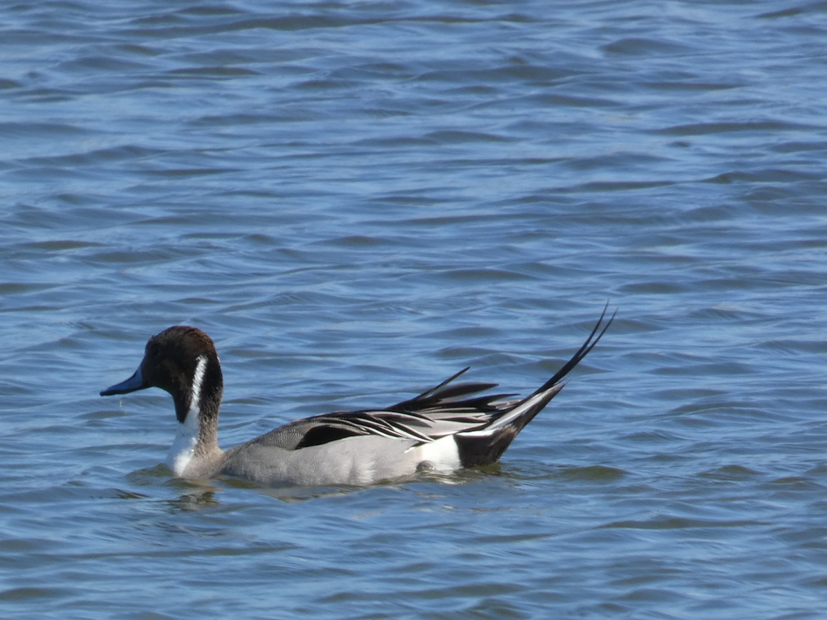 Northern Pintail - Carolyn Sanders