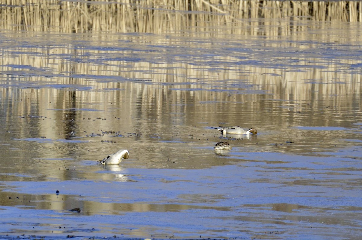 Northern Pintail - Cheyenne Lee