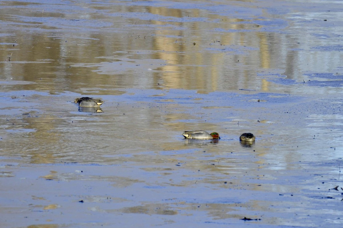 Green-winged Teal (Eurasian) - ML615122315