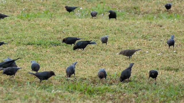 Brown-headed Cowbird - ML615122421