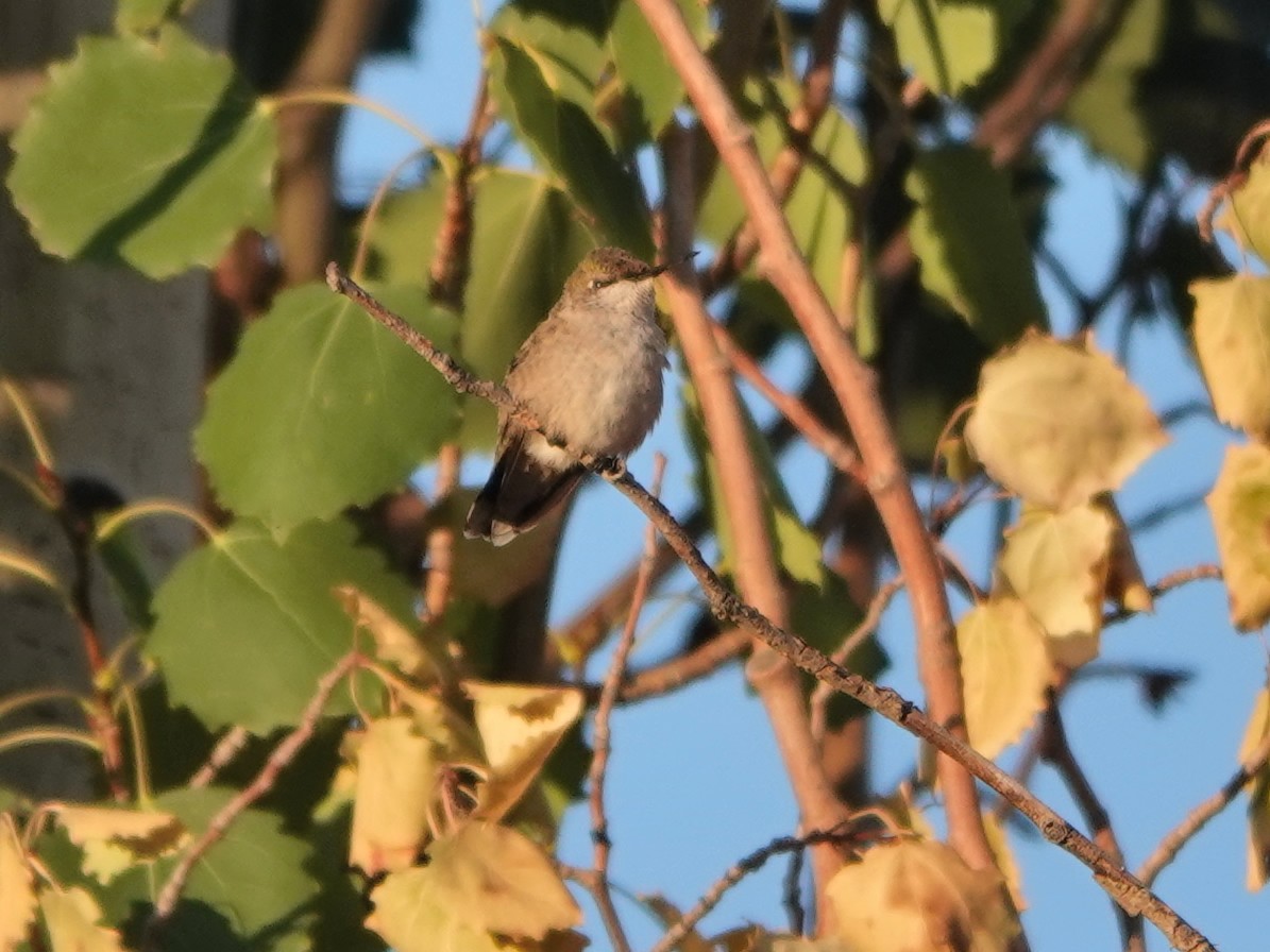 Calliope Hummingbird - Liz Soria