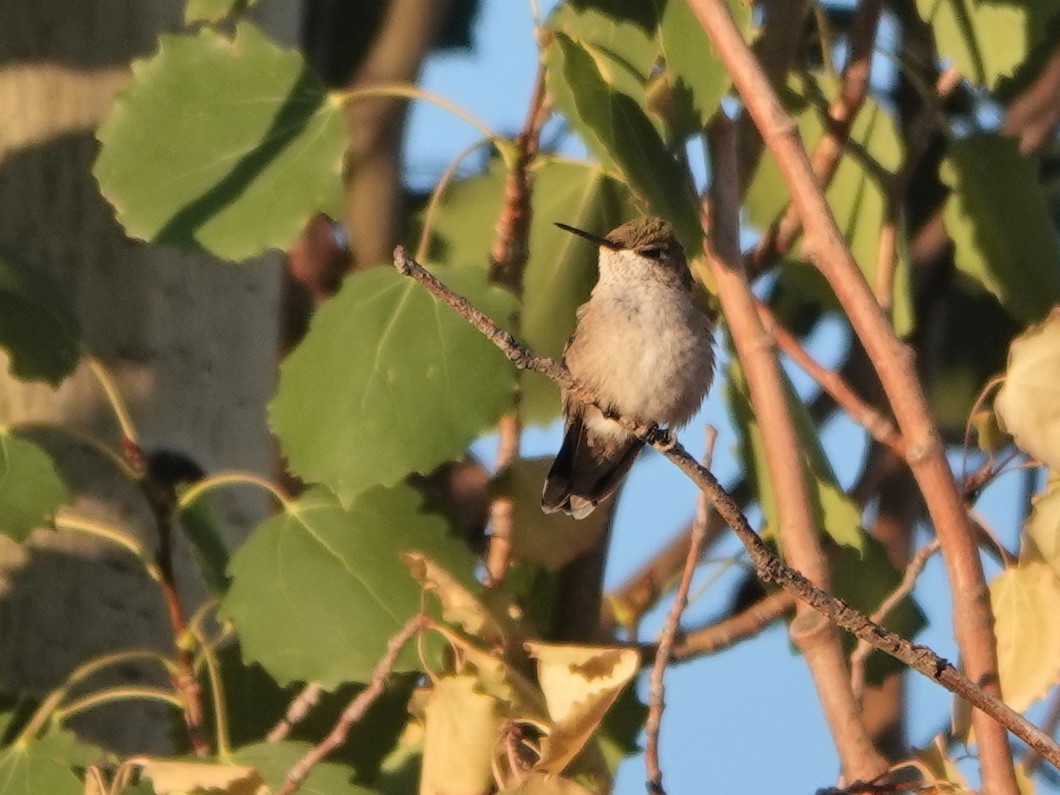 Calliope Hummingbird - Liz Soria