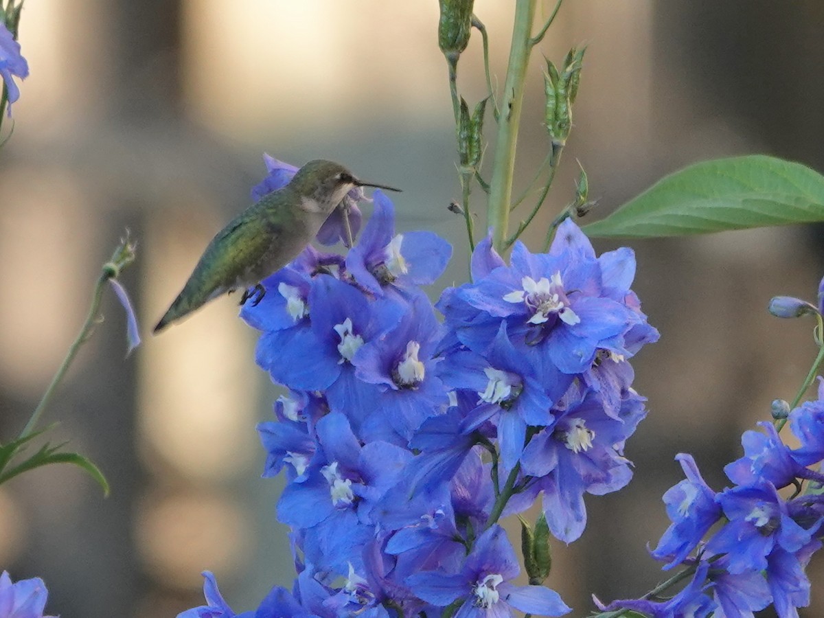 Calliope Hummingbird - Liz Soria