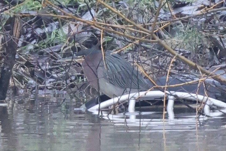 Green Heron - ML615122476