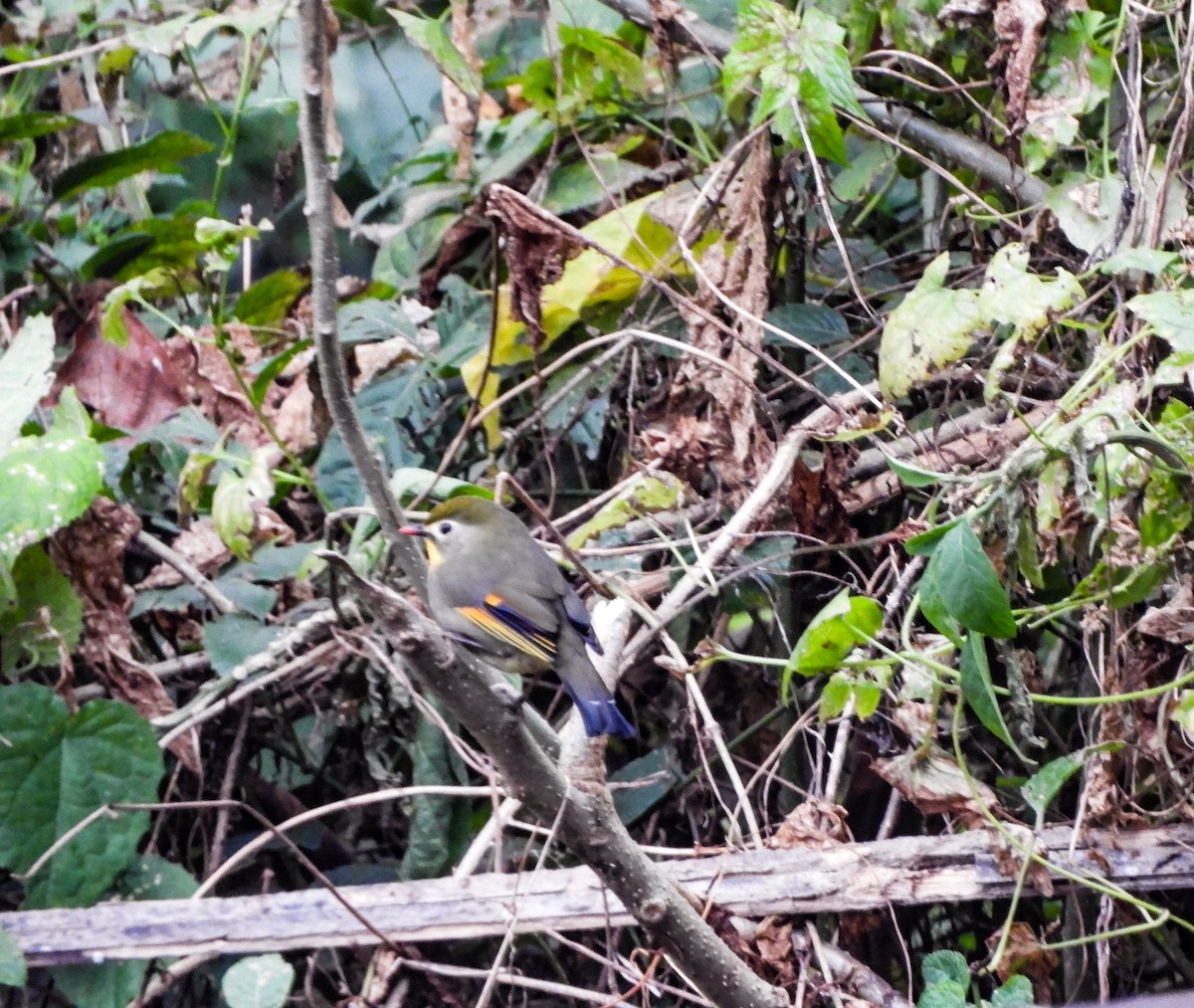 Red-billed Leiothrix - ML615122508