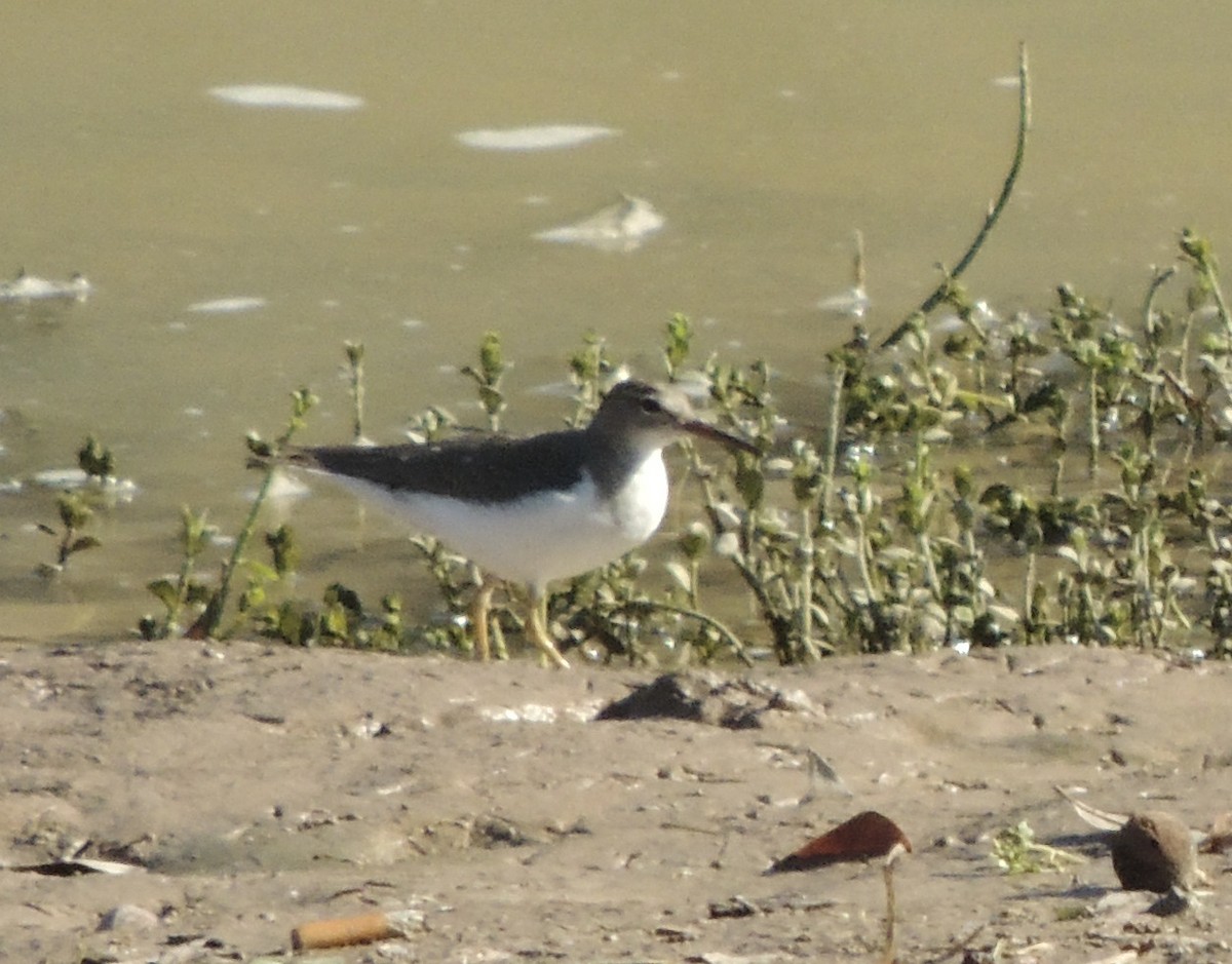 Spotted Sandpiper - ML615122517