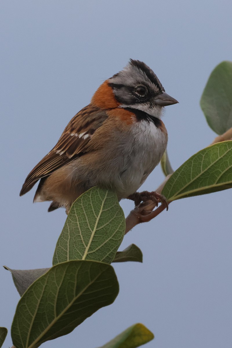 Rufous-collared Sparrow - ML615122555