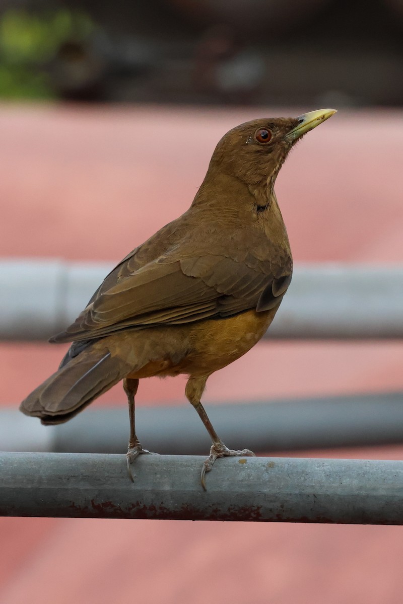 Clay-colored Thrush - ML615122563