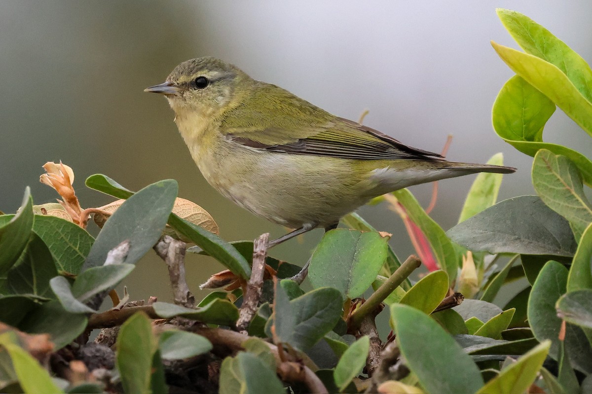 Tennessee Warbler - ML615122573