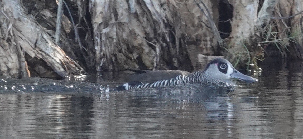 Pink-eared Duck - ML615122587