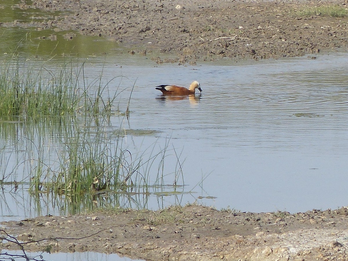 Ruddy Shelduck - ML615122618