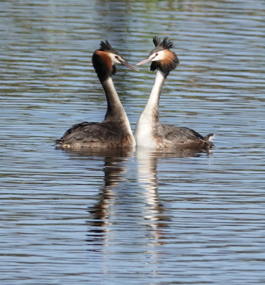 Great Crested Grebe - ML615122628