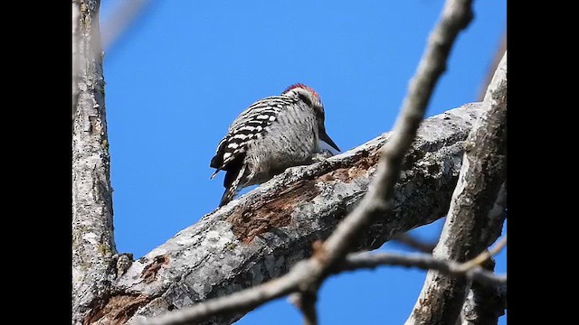 Ladder-backed Woodpecker - ML615122641