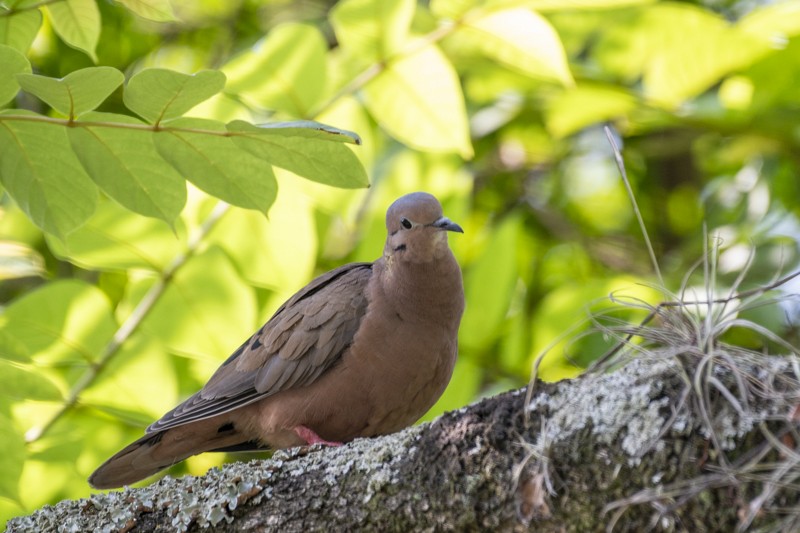 Eared Dove - ML615122748