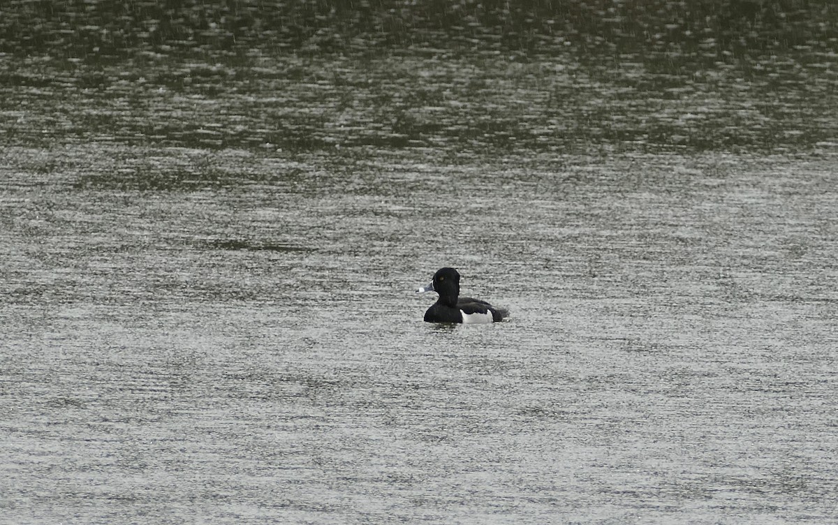 Ring-necked Duck - ML615122763