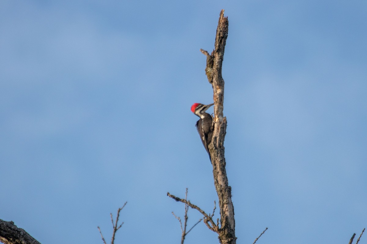 Pileated Woodpecker - ML615122864