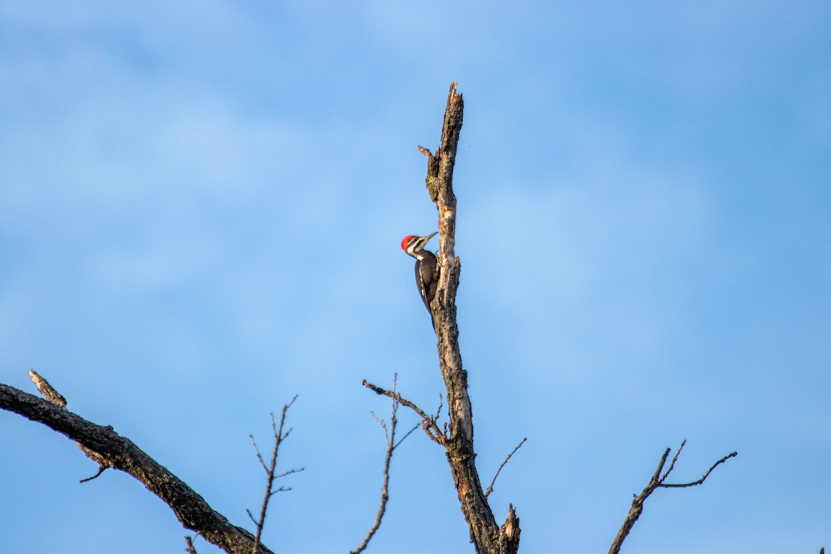 Pileated Woodpecker - ML615122866