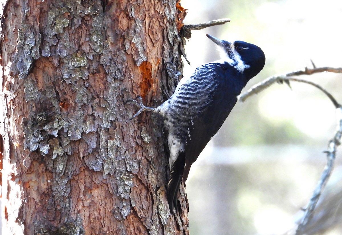 Black-backed Woodpecker - Jay Wriedt