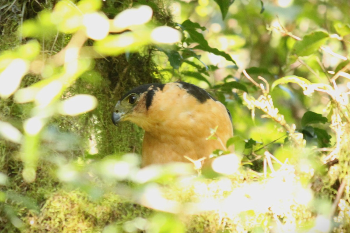 Collared Forest-Falcon - Gaston Lo Coco