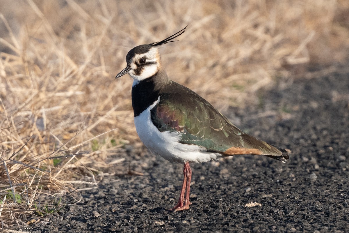 Northern Lapwing - James Castle Gaither Jr