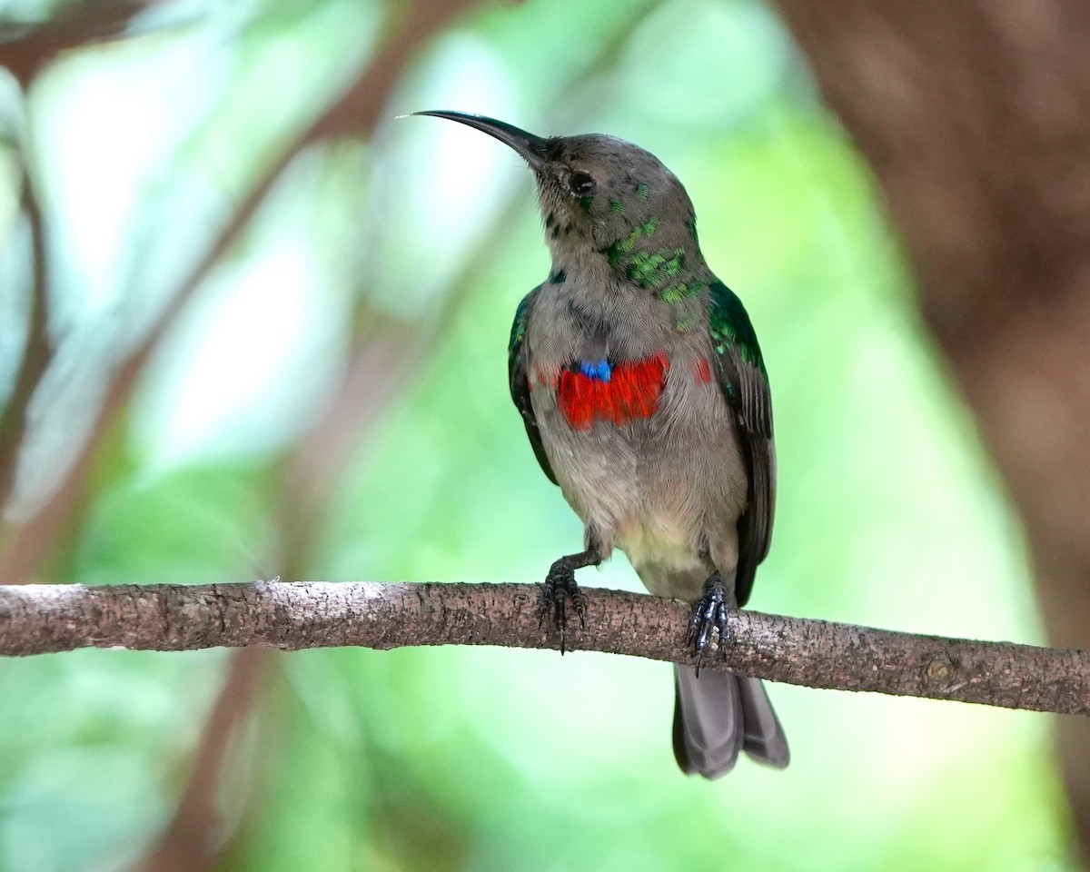 Southern Double-collared Sunbird - Gloria Markiewicz