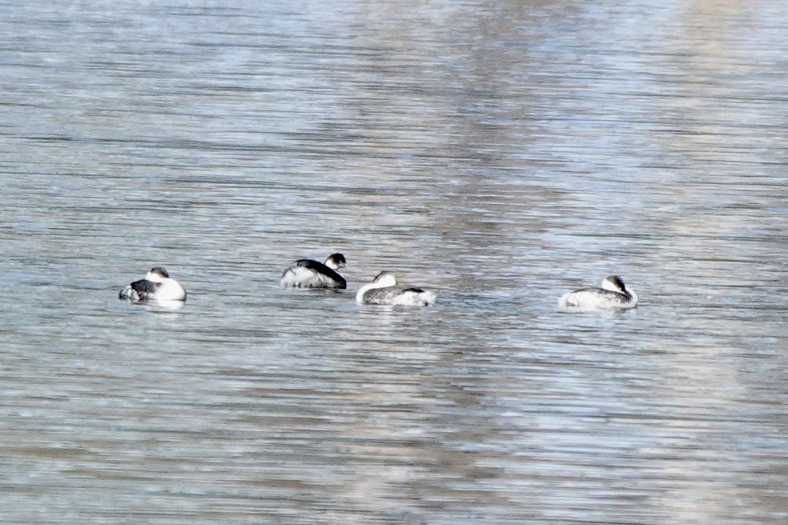 Eared Grebe - ML615123047