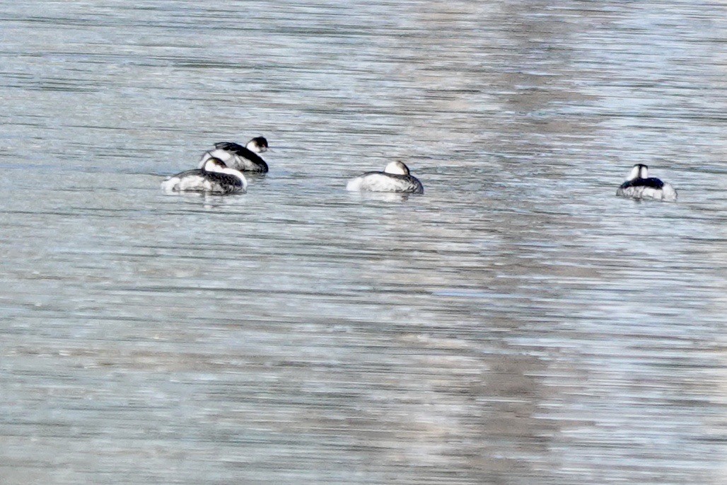 Eared Grebe - ML615123048