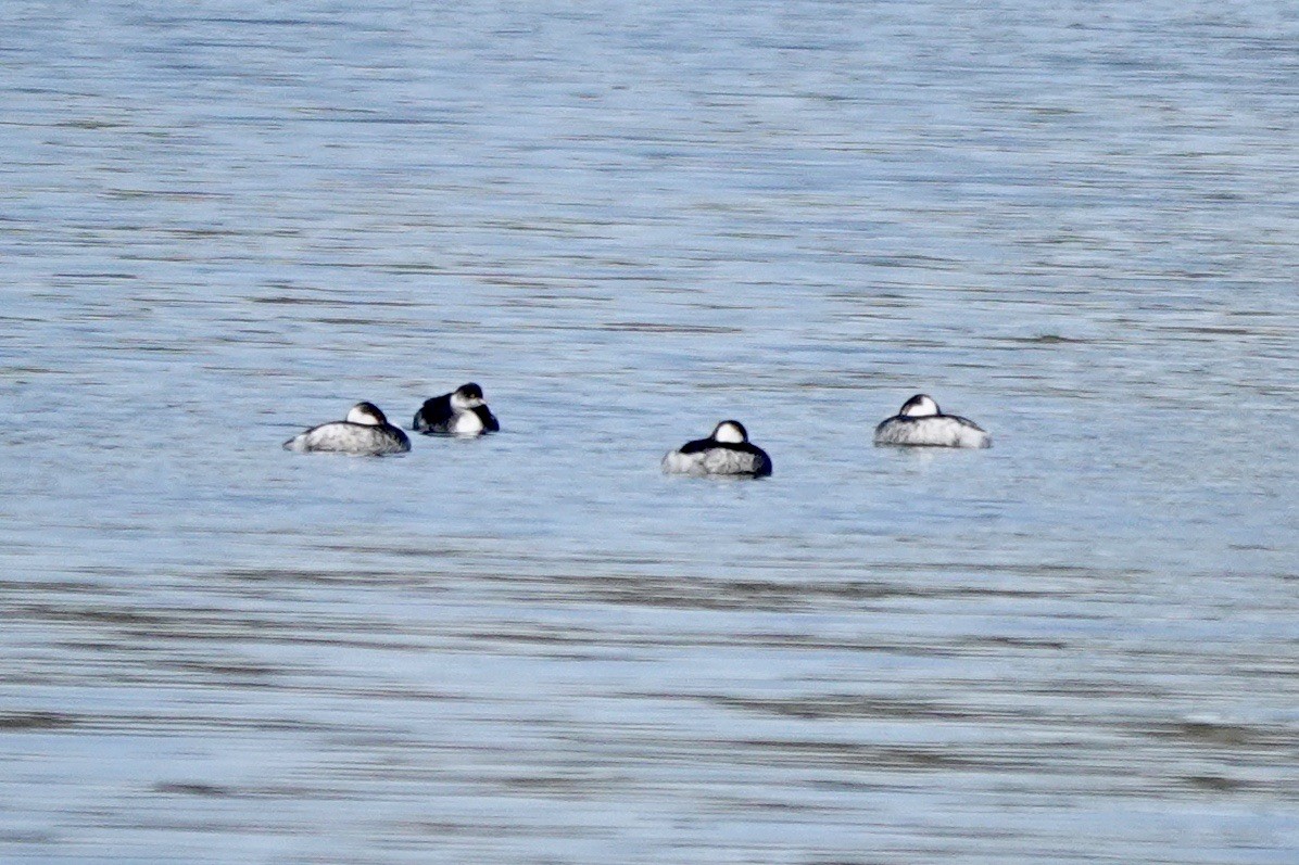 Eared Grebe - ML615123049