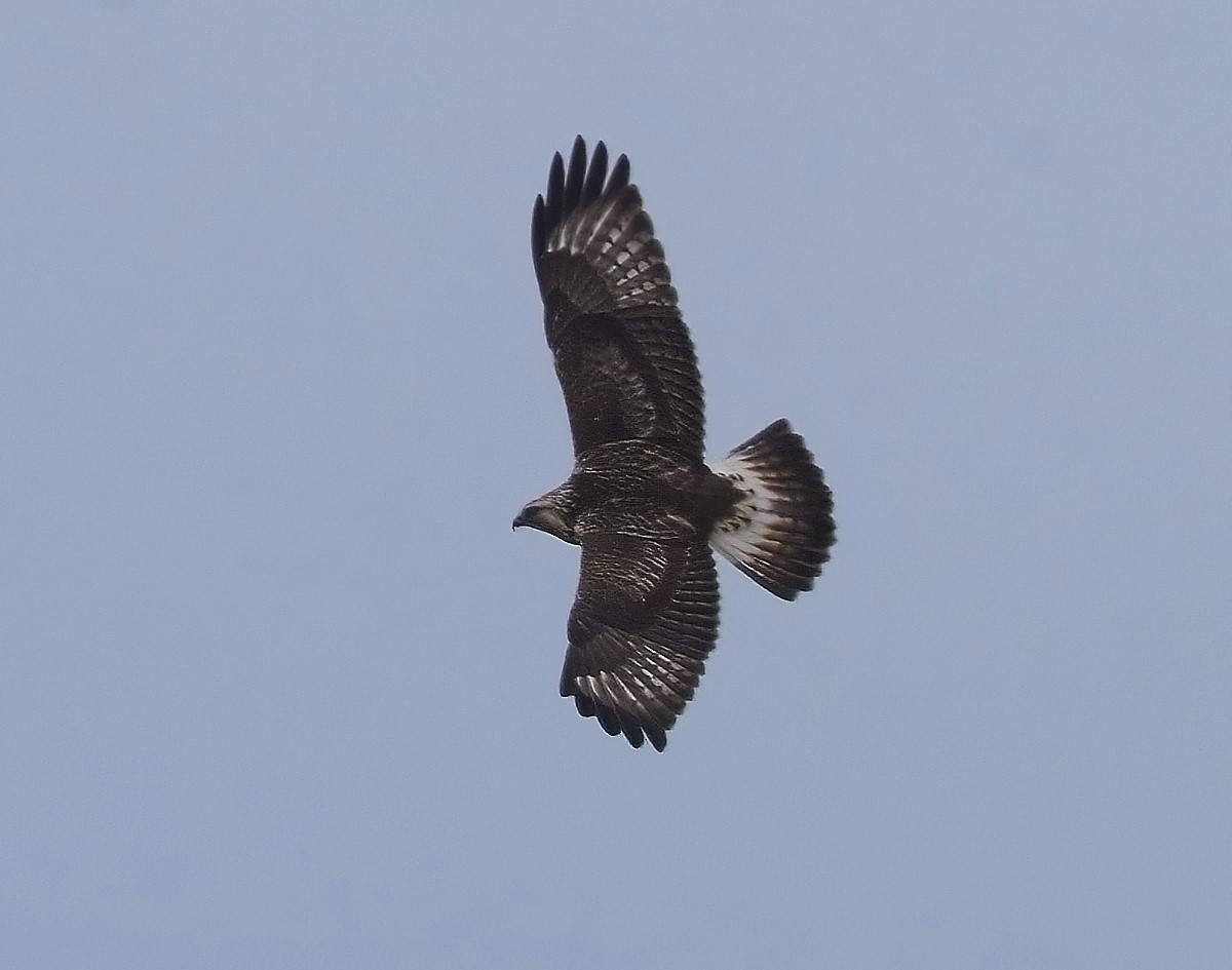 Rough-legged Hawk - Gregg Hitchings