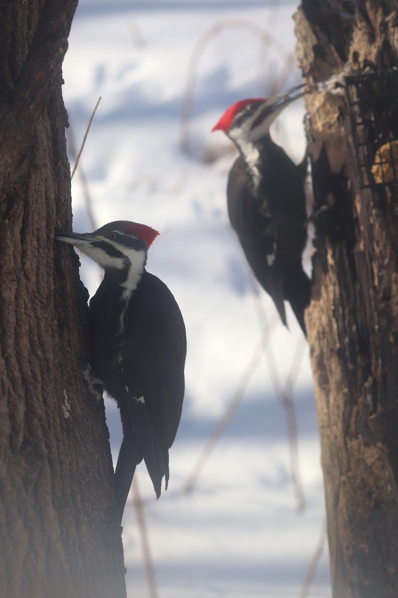 Pileated Woodpecker - ML615123118