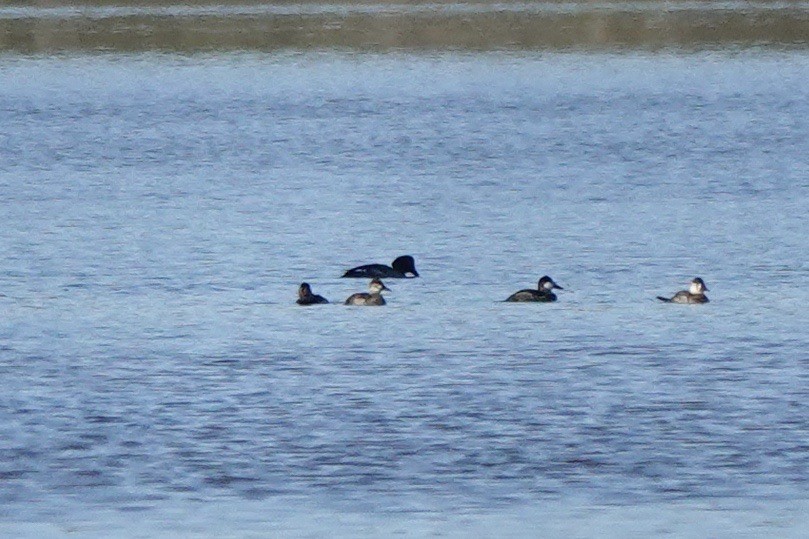 Common Goldeneye - ML615123134