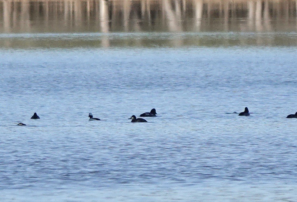 Common Goldeneye - Fleeta Chauvigne