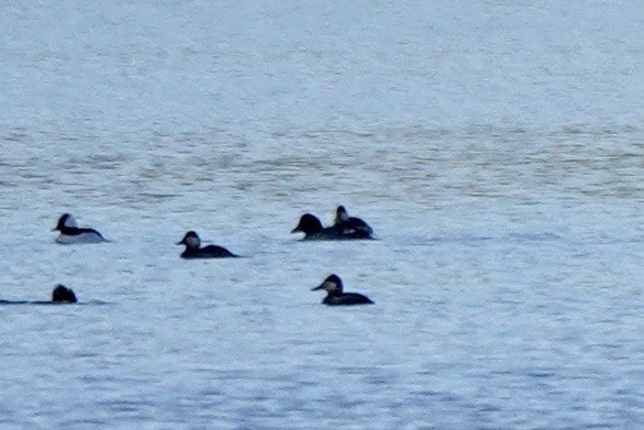 Common Goldeneye - Fleeta Chauvigne