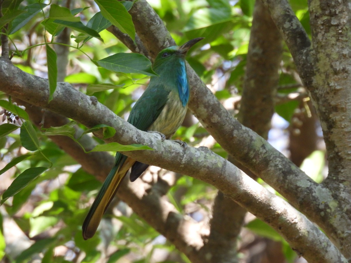 Blue-bearded Bee-eater - ML615123168