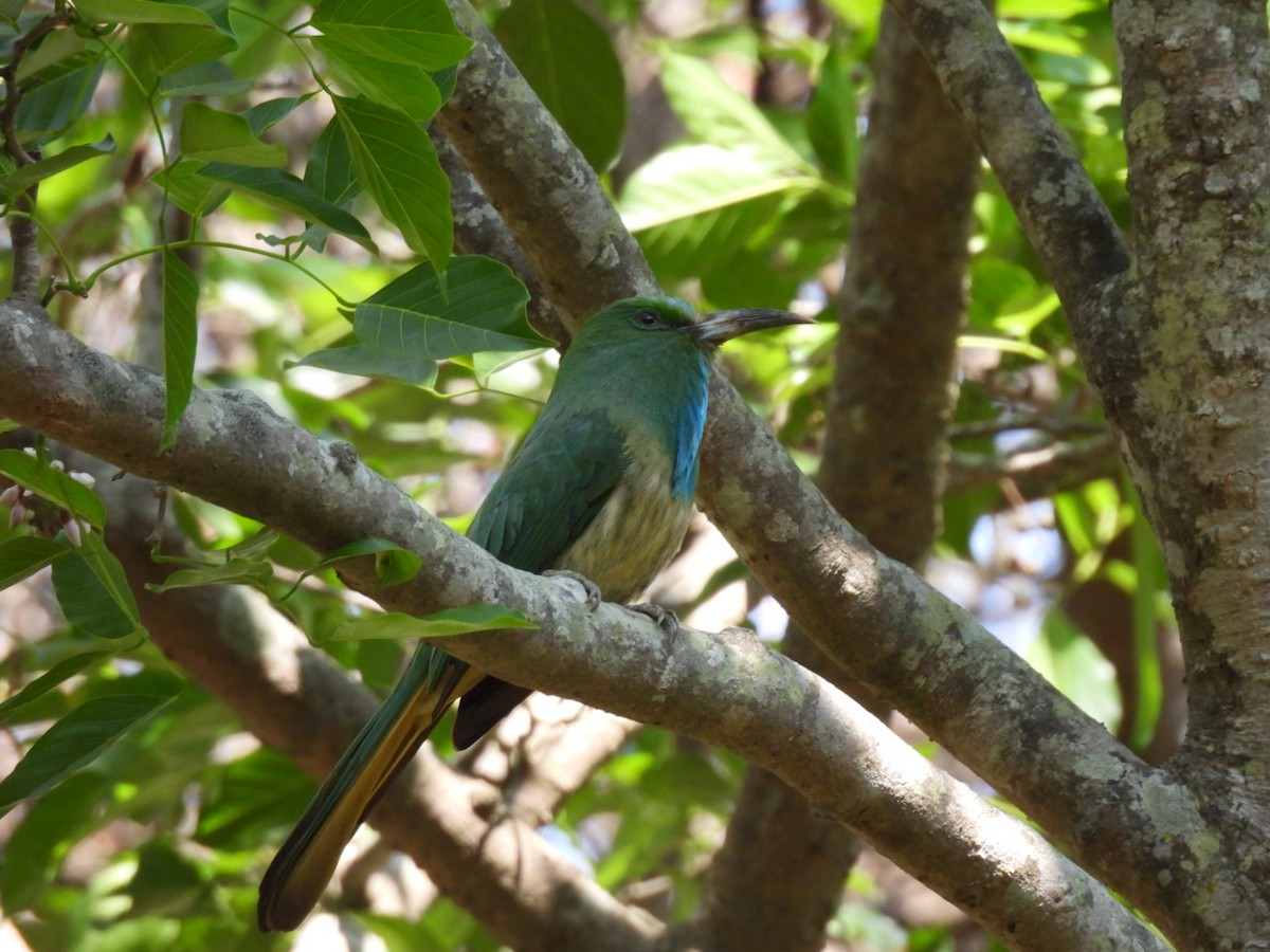 Blue-bearded Bee-eater - ML615123169