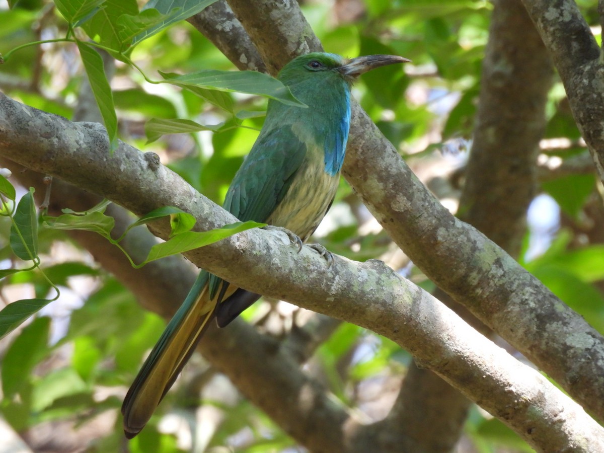 Blue-bearded Bee-eater - ML615123170