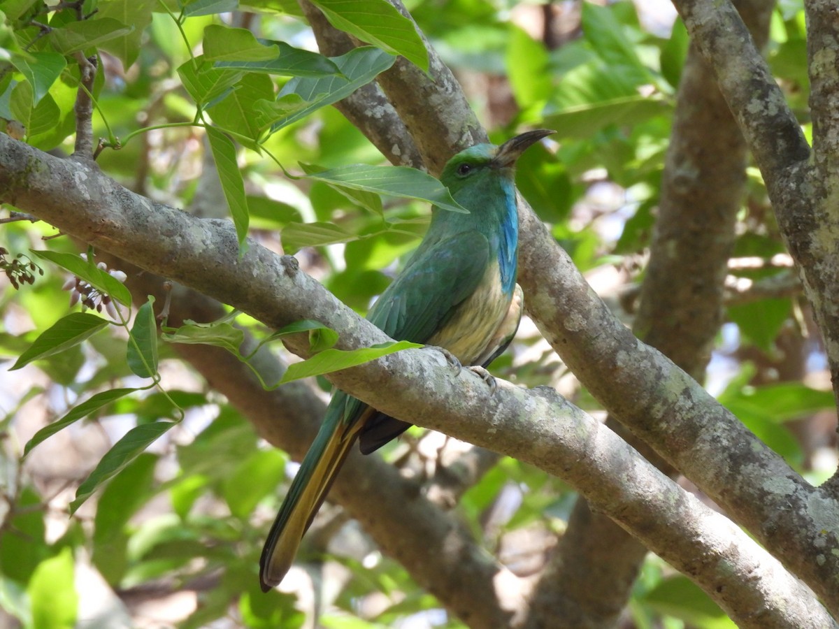 Blue-bearded Bee-eater - ML615123171