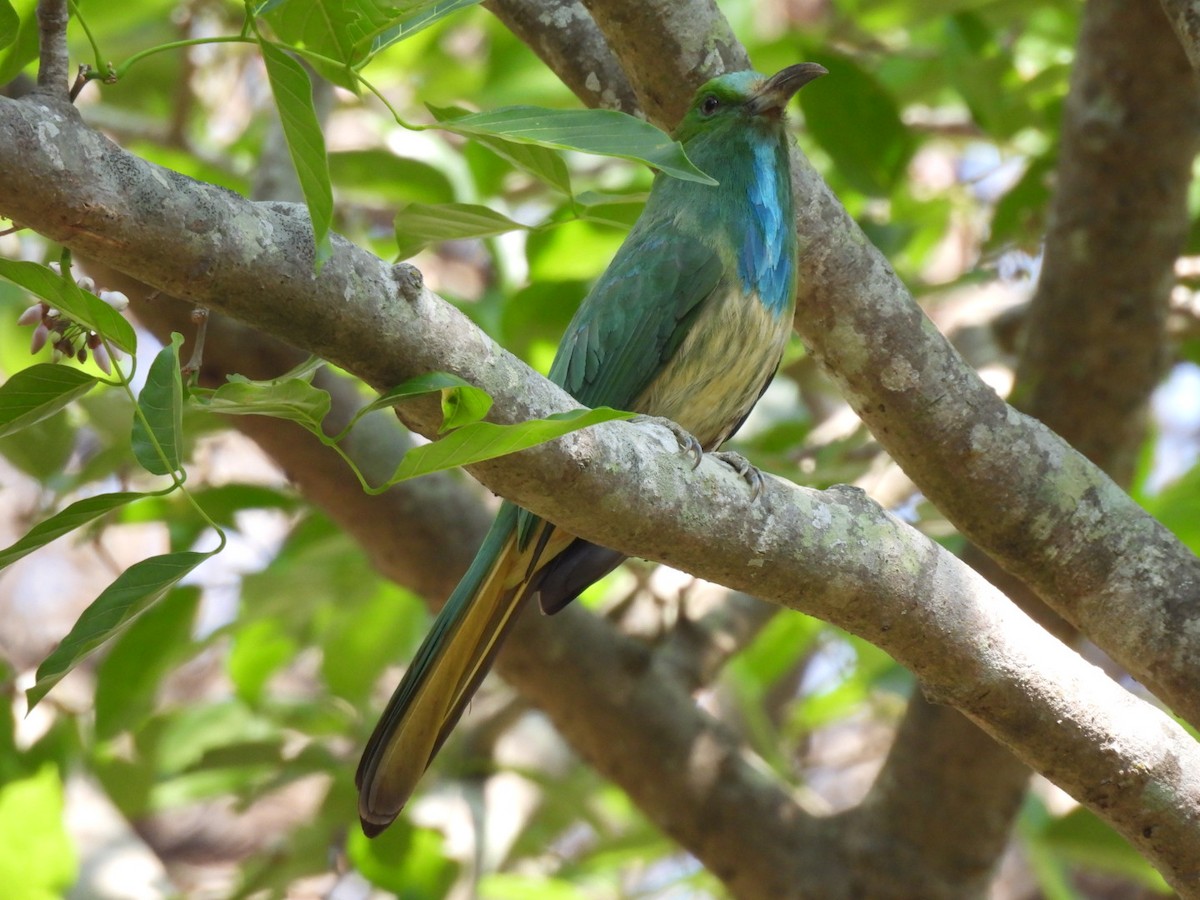 Blue-bearded Bee-eater - ML615123172