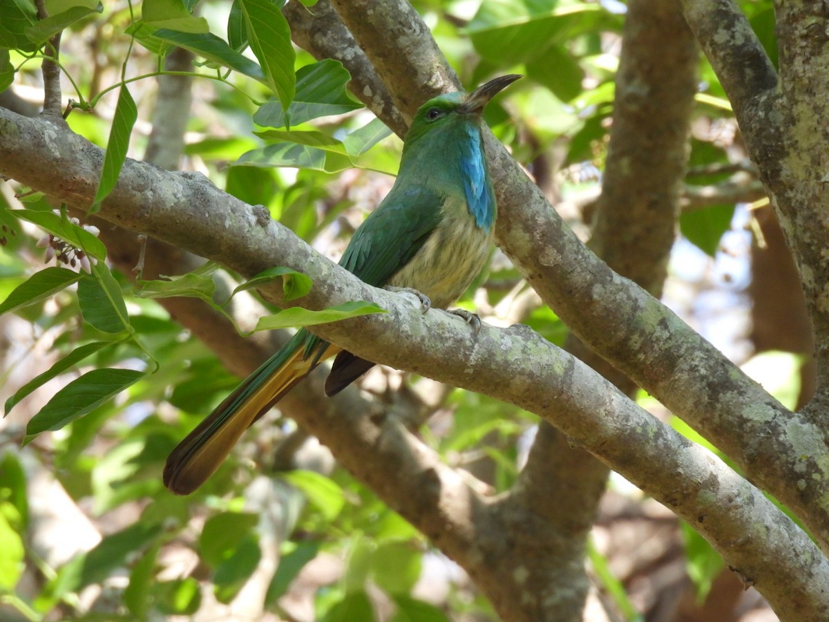 Blue-bearded Bee-eater - ML615123173