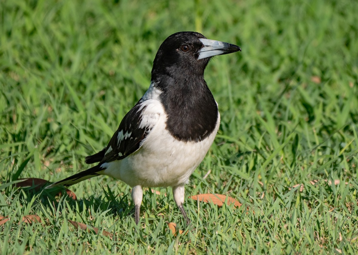 Pied Butcherbird - ML615123178