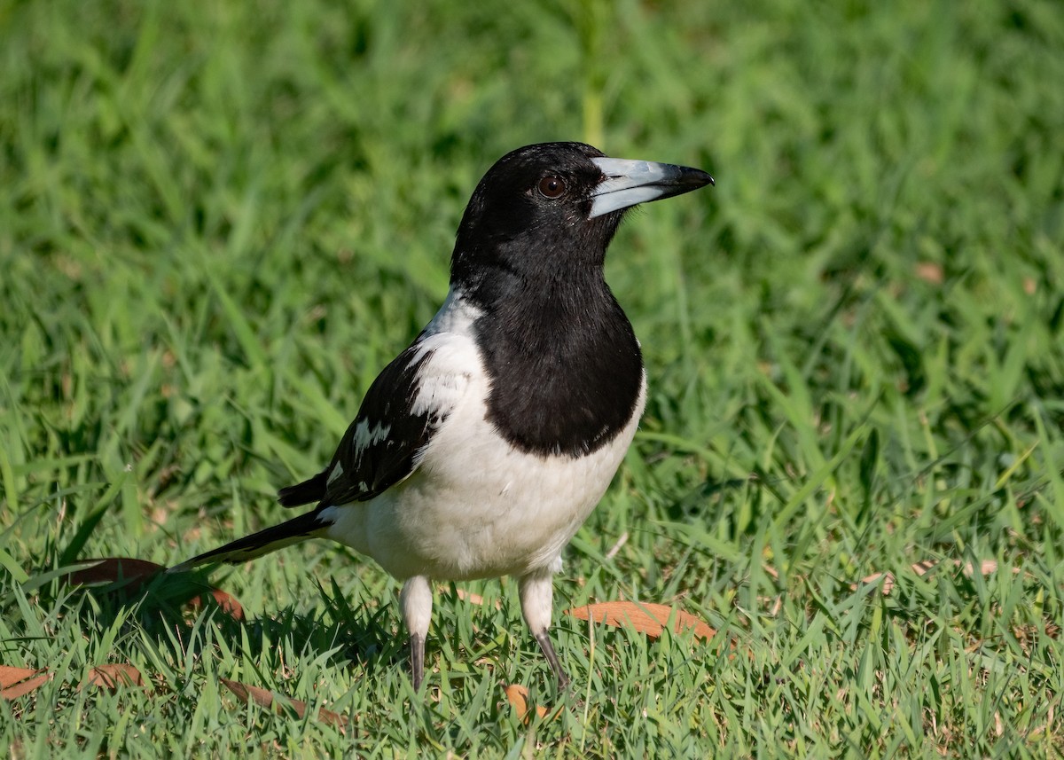 Pied Butcherbird - ML615123179