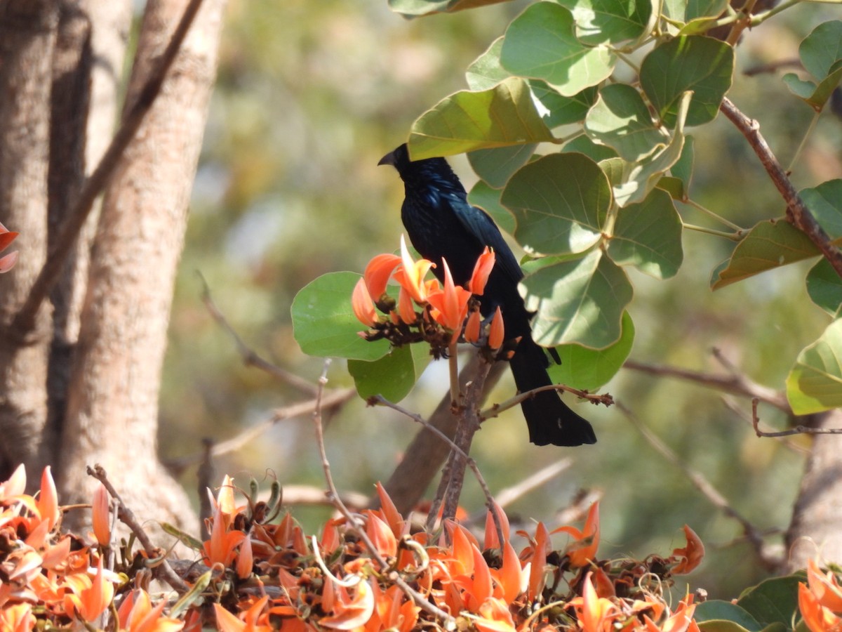 Hair-crested Drongo - ML615123188