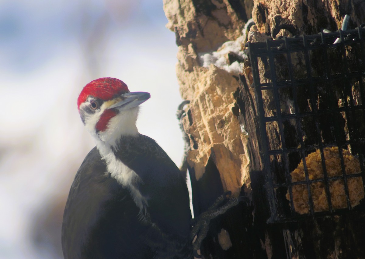 Pileated Woodpecker - ML615123226
