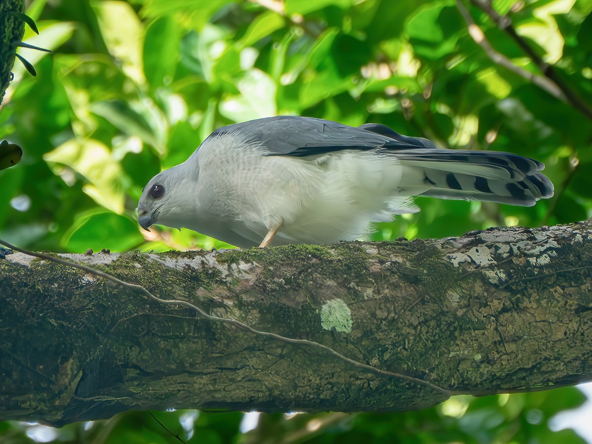 Nicobar Sparrowhawk - Tachyspiza butleri - Birds of the World