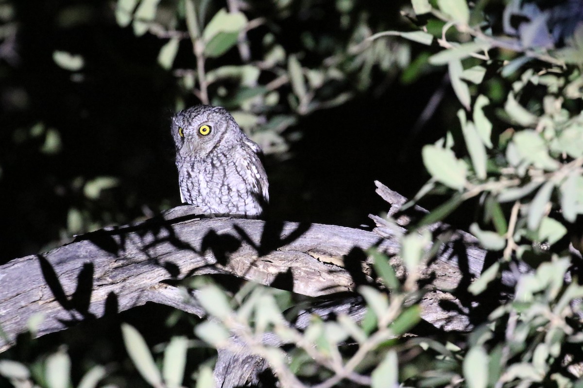 Whiskered Screech-Owl - Calvin Walters