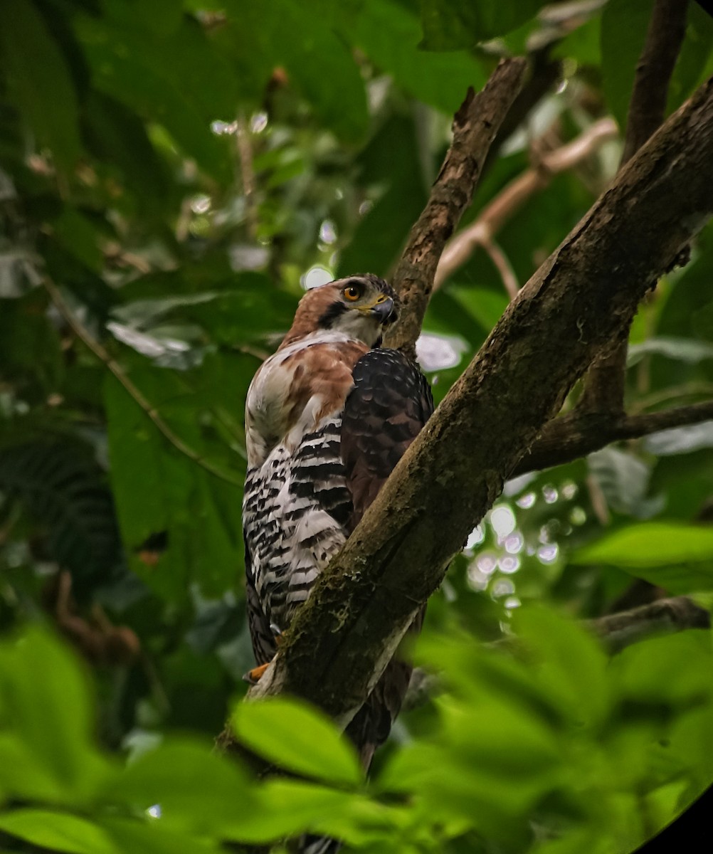 Ornate Hawk-Eagle - ML615123306