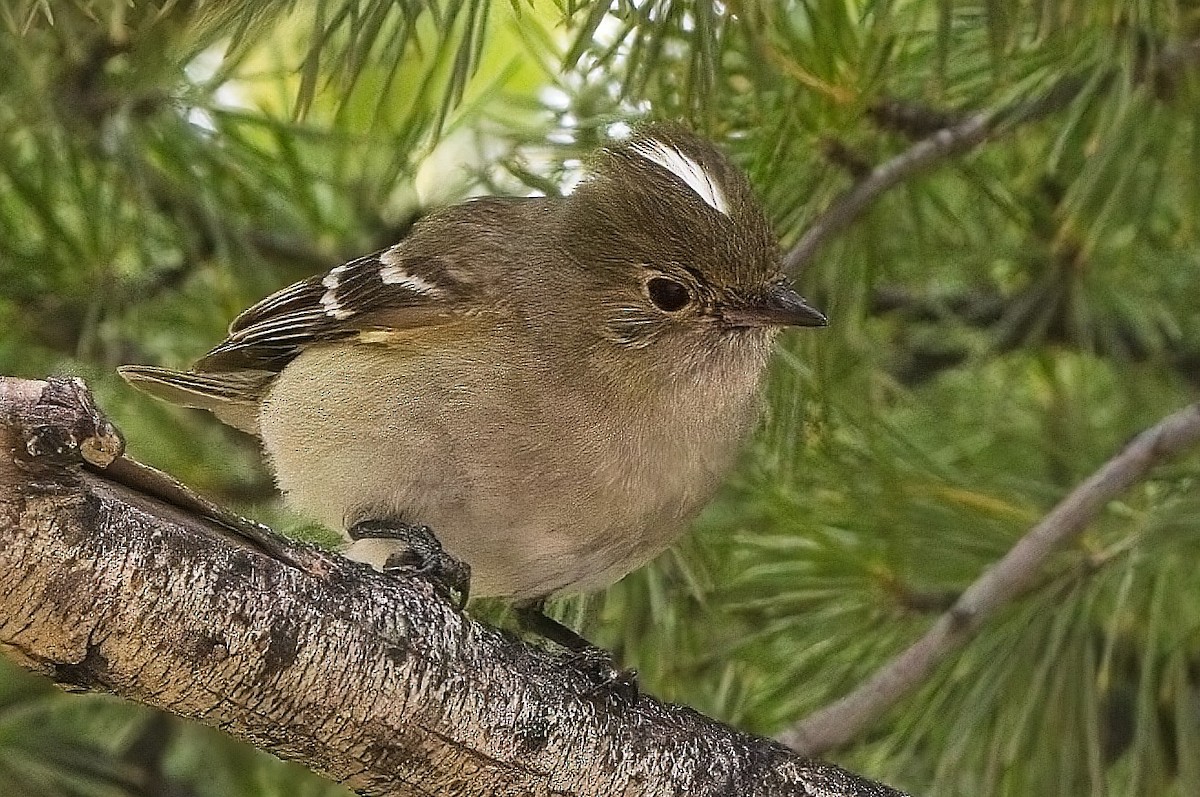 White-crested Elaenia - ML615123308